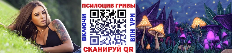 Купить где  Красный Холм  Галлюциногенные грибы Psilocybe 